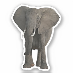 African Elephant Jungle Safari Animal wildlife Art Sticker