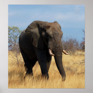 African Elephant Poster Print