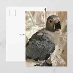 African grey papegaai, Postcrossing Briefkaart