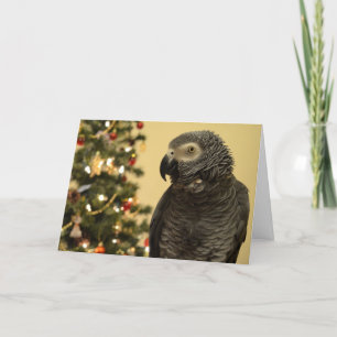 African Grey Parrot Christmas-Kaart Feestdagen Kaart