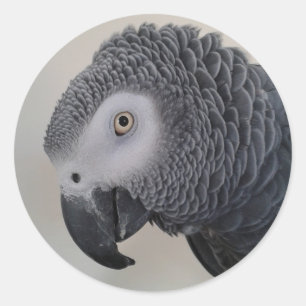 African Grey Parrot Head-Stickers Ronde Sticker