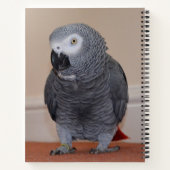 African Grey Parrot Journal (Dos)