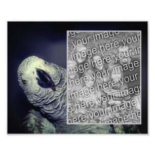 African Grey Parrot Lijst Creëer Je Eigen 8x10 Foto Afdruk