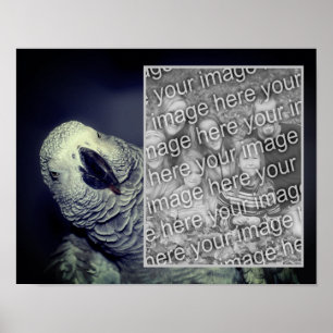 African Grey Parrot Lijst Uw foto toevoegen Poster