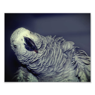 African Grey Parrot Schattige Bird 8x10 Foto Afdruk
