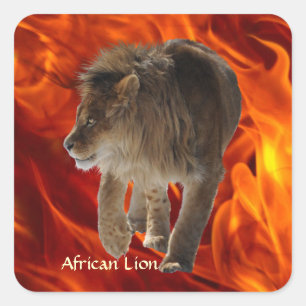 AFRICAN LION Big 5 Big Cat Wildlife Foto Stickers