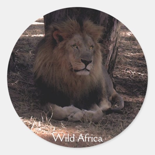 AFRICAN LION Big Five Cat Wildlife Stickers (Voorkant)