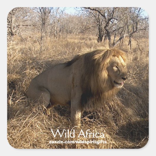 AFRICAN LION Big Five Cat Wildlife Stickers (Voorkant)