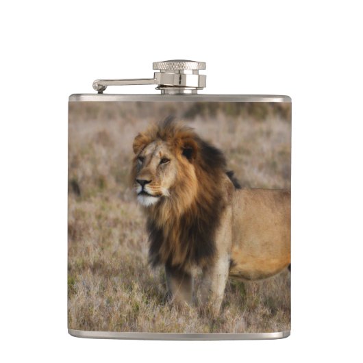 African Lion Flask Heupfles (Voorkant)