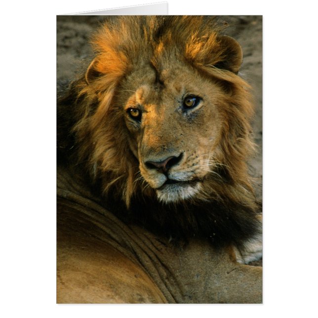 African Lion Portrait (Voorkant)