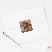 African Lion Sticker (Envelop)