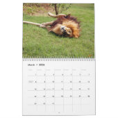 African Lions Calendar Kalender (Mar 2026)