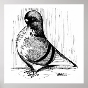 African Owl Pigeon 1978 Poster