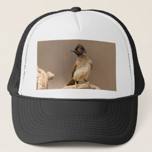 African Red-Eyed Bulbul Trucker Pet