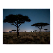 African Savanna Acacia Trees Stars Night Landscape