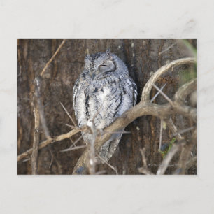 African Sflied-Owl, Kruger National Park, South Briefkaart