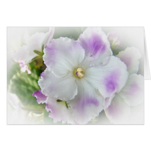 African Violet Blossom (Voorkant Horizontaal)