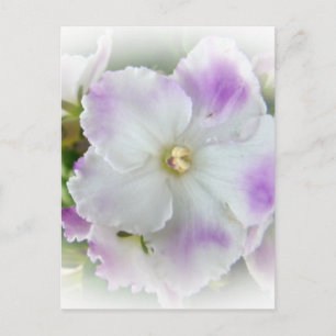 African Violet Blossom Briefkaart