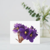 African violet briefkaart (Staand voorkant)