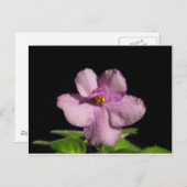 African Violet Flower Briefkaart (Voorkant / Achterkant)