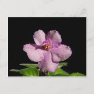 African Violet Flower Briefkaart