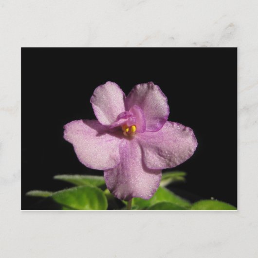 African Violet Flower Briefkaart (Voorkant)