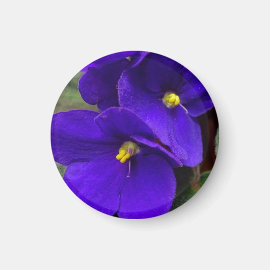 African Violet Magnet Magneet (Voorkant)