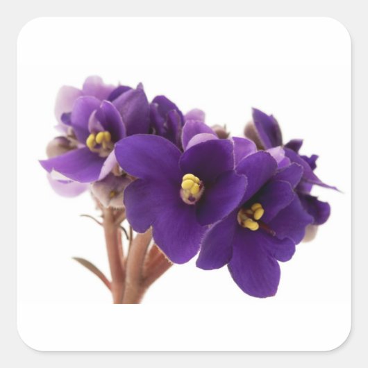 African violet vierkante sticker (Voorkant)