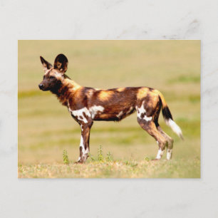 African Wild Dog (Lycaon Pictus) Standing Briefkaart
