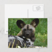 African Wild Dog Photo Briefkaart (Voorkant / Achterkant)