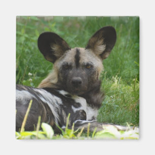 African Wild Dog Photo Magnet Magneet