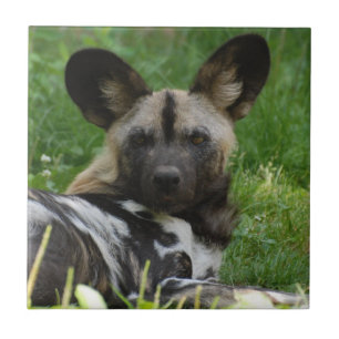 African Wild Dog Tile Tegeltje