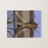 Afrika, Botswana, Chobe National Park, Giraffe Legpuzzel (Horizontaal)