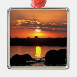 Afrika, Botswana, Chobe National Park, Herd Metalen Ornament