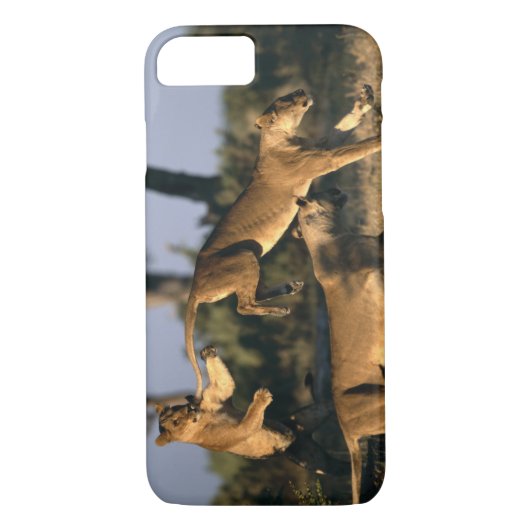 Afrika, Botswana, Chobe National Park, Lionesses Case-Mate iPhone Case (Achterkant)
