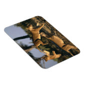 Afrika, Botswana, Chobe National Park, Lionesses Magneet (Rechterzijde)