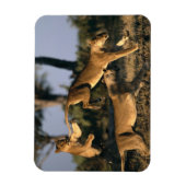 Afrika, Botswana, Chobe National Park, Lionesses Magneet (Verticaal)