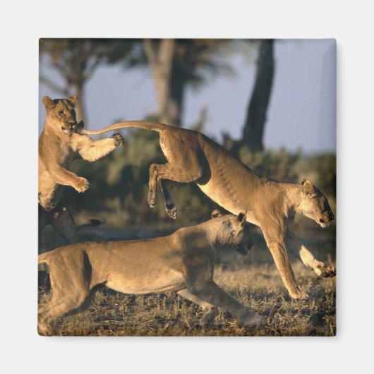 Afrika, Botswana, Chobe National Park, Lionesses Magneet (Voorkant)