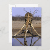 Afrika, Botswana, Giraffe Briefkaart (Voorkant / Achterkant)