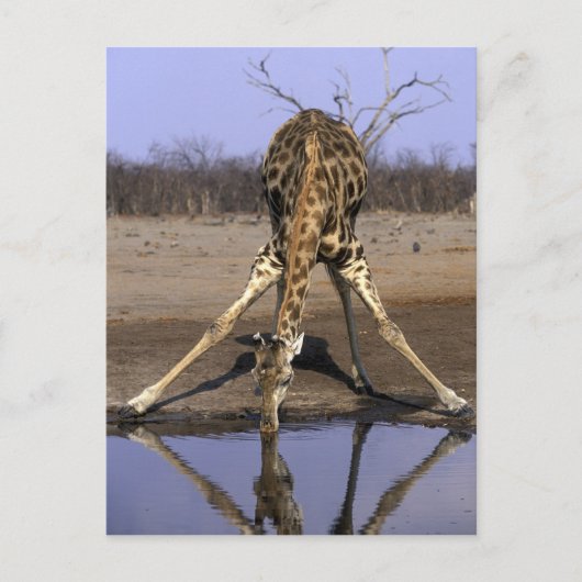 Afrika, Botswana, Giraffe Briefkaart (Voorkant)