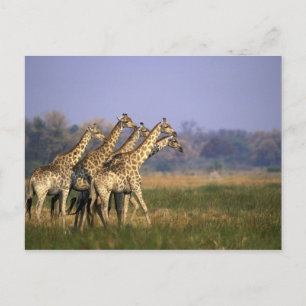 Afrika, Botswana, Moremi Game Reserve Briefkaart