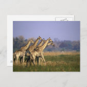 Afrika, Botswana, Moremi Game Reserve Briefkaart (Voorkant / Achterkant)