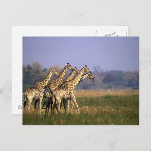 Afrika, Botswana, Moremi Game Reserve Briefkaart (Voorkant / Achterkant)