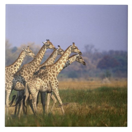 Afrika, Botswana, Moremi Game Reserve Tegeltje (Voorkant)