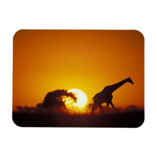 Afrika, Botswana, Nationaal park Chobe, Giraffe 2 Magneet