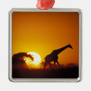 Afrika, Botswana, Nationaal Park Chobe, Giraffe 2 Metalen Ornament