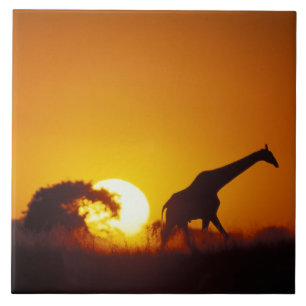 Afrika, Botswana, Nationaal park Chobe, Giraffe 2 Tegeltje