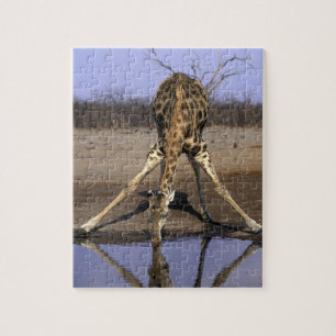 Afrika, Botswana, Nationaal park Chobe, Giraffe Legpuzzel