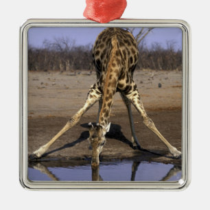 Afrika, Botswana, Nationaal park Chobe, Giraffe Metalen Ornament