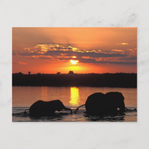 Afrika, Botswana, Nationaal park Chobe, Kudde Briefkaart